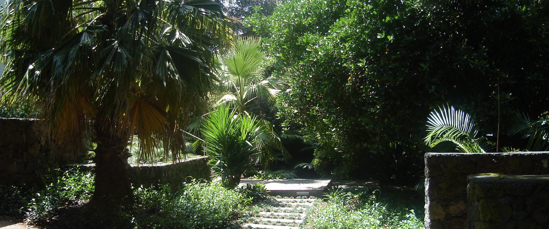 Sub-tropical garden, Auckland